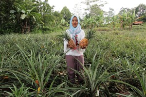 Penjual nanas di Ciater sedang menunjukkan dagangannya yang berdekatan dengan pertanian nanas.