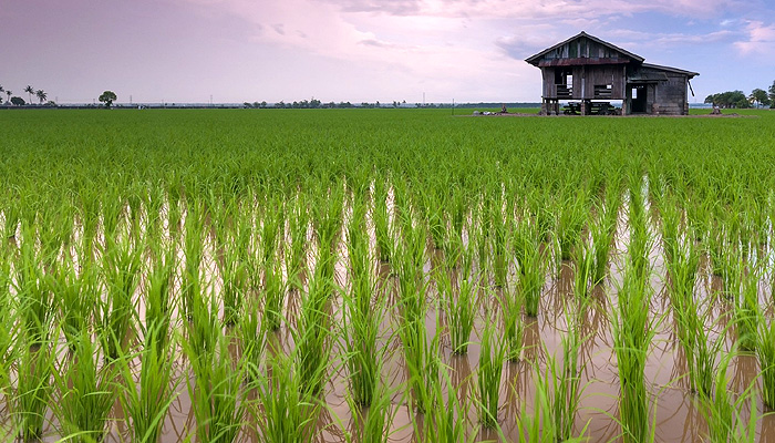 Persawahan di Karawang. Foto: Pixabay