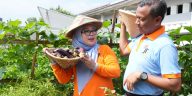 Panen melon kedua di Cipinang Melayu capai kualitas premium. Pemkot Jaktim dorong urban farming hadapi ancaman El Nino.