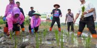 Pemkot Jaktim dan TP PKK tanam jagung, padi, dan sayuran di 162 titik untuk memperkuat ketahanan pangan masyarakat.