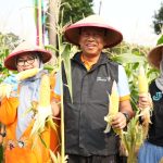 Pemkot Jaktim panen 1,1 ton jagung dan sayuran dari 191 titik urban farming untuk memperkuat ketahanan pangan keluarga.