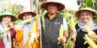Pemkot Jaktim panen 1,1 ton jagung dan sayuran dari 191 titik urban farming untuk memperkuat ketahanan pangan keluarga.