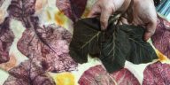 Batik ecoprint menggunakan warna tumbuhan dan buah Keben sebagai alternatif dalam penciptaan karya tekstil berbasis bahan alam.