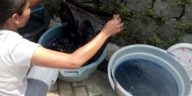 Pewarna batik Remazol membentuk warna cerah pada Batik Tulis Candi yang mengembangkan motif lokal seperti Jaduran dan Porang.