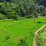 Kearifan lokal menjadi bagian penting budaya Indonesia, menyimpan pengetahuan masyarakat, memperkuat identitas, dan mendukung pelestarian lingkungan.