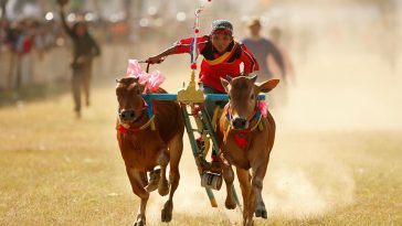 Budaya Indonesia hadir melalui filosofi ketupat dan Karapan Sapi Madura. Kenali sejarah, makna, serta potensi tradisi Nusantara mendunia.